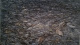 8d9e939e-9508-4b02-ae13-140f7b5fa540Blackearth hadar